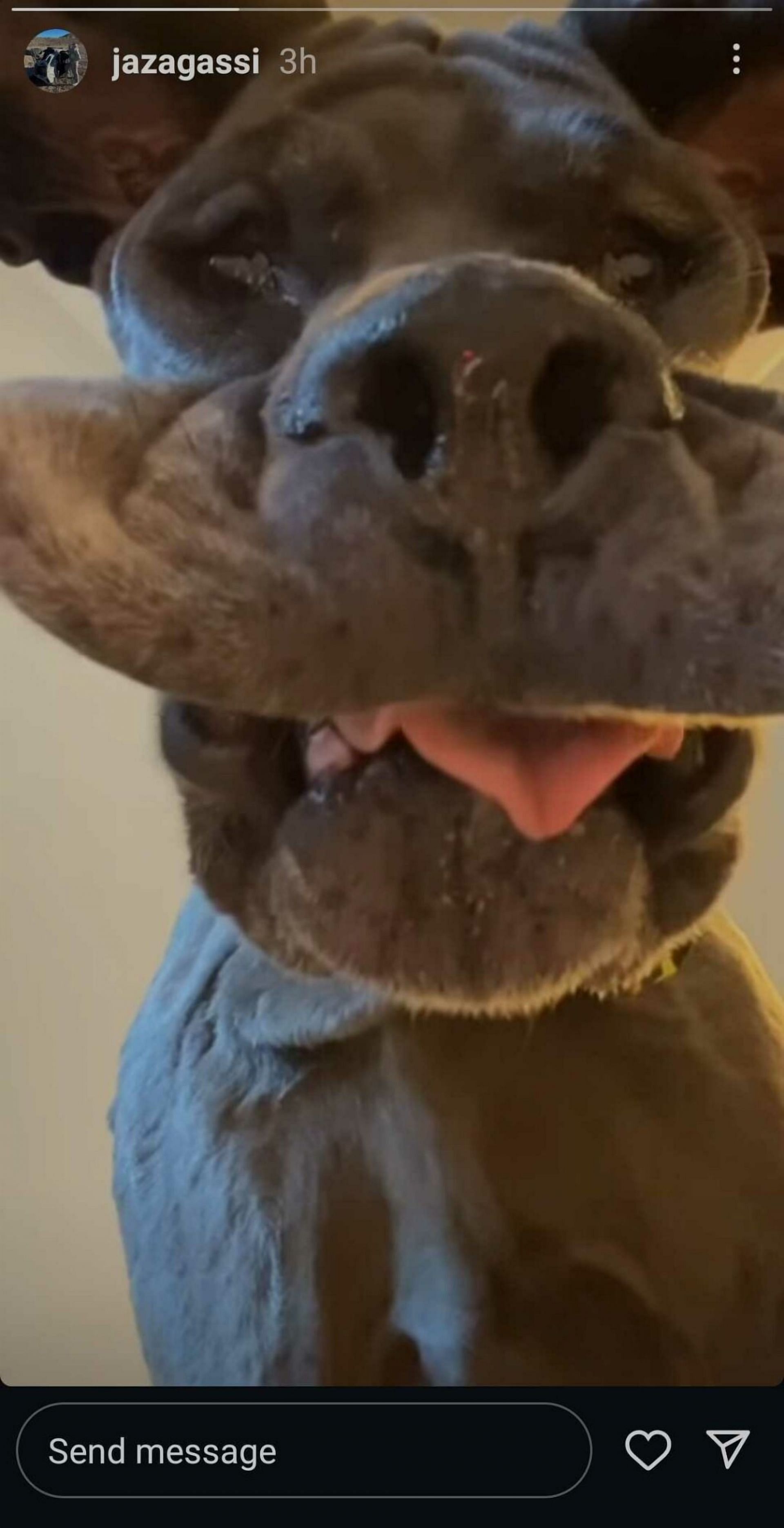 Screengrab of Jaz Elle Agassi's Instagram story